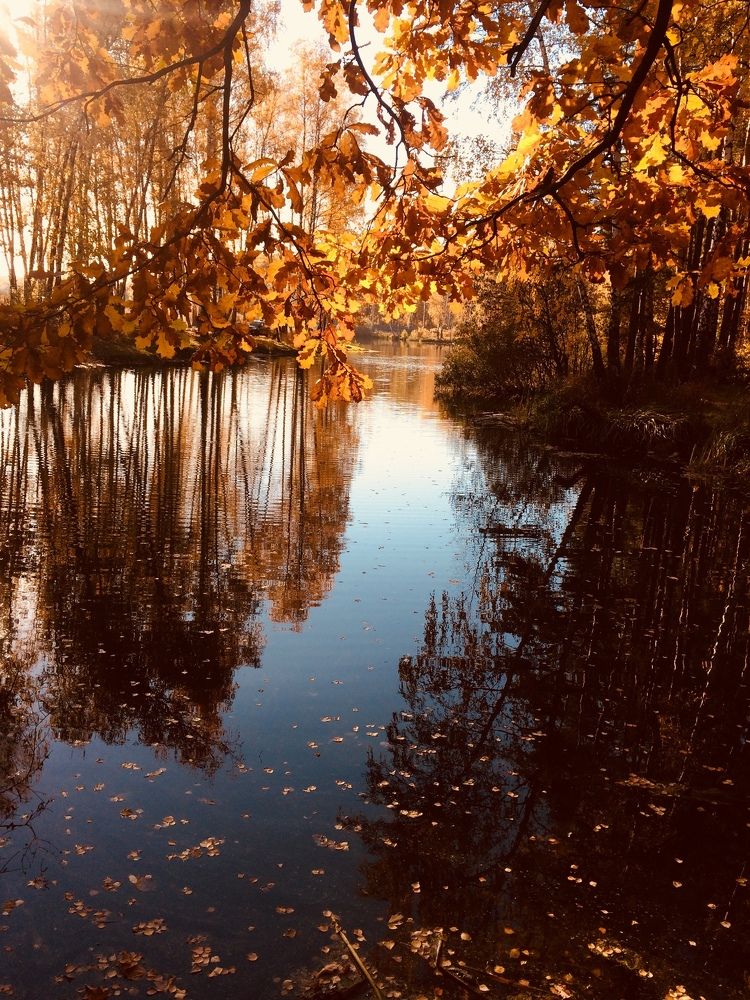 Деревья в янтаре