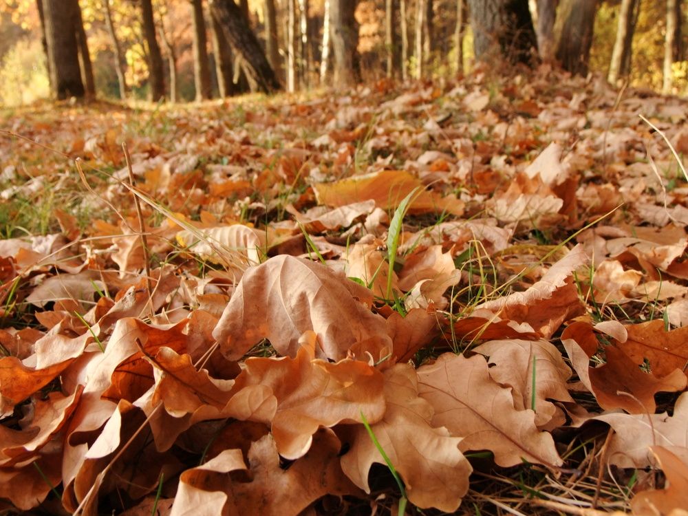 Не спеша я  ступаю по медовой листве...