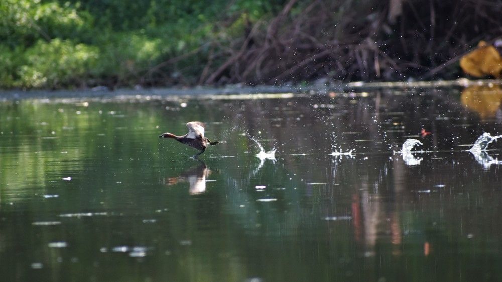 bird photography bird landscape wildlife photography