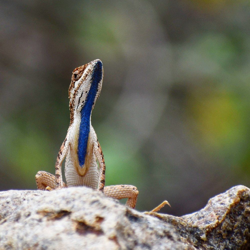 fan throated lizard-reptile