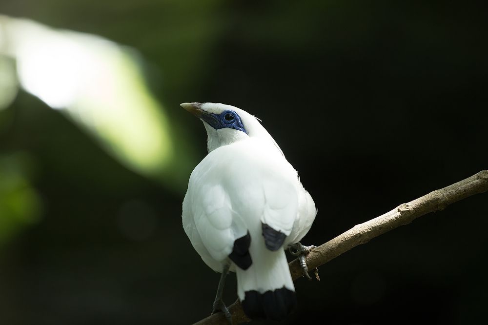 Bali Starling
