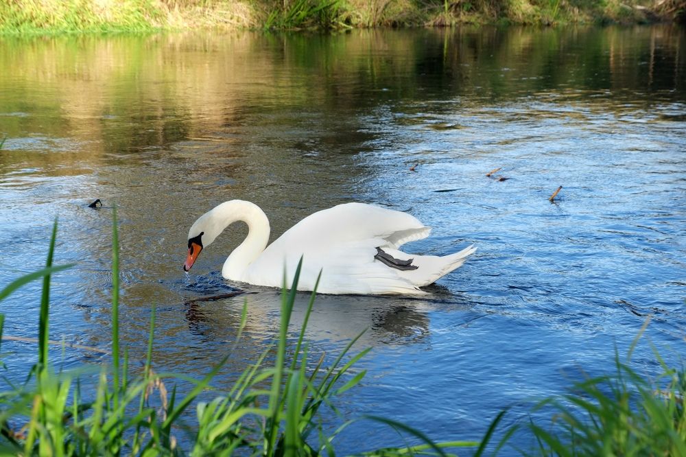 раненый лебедь