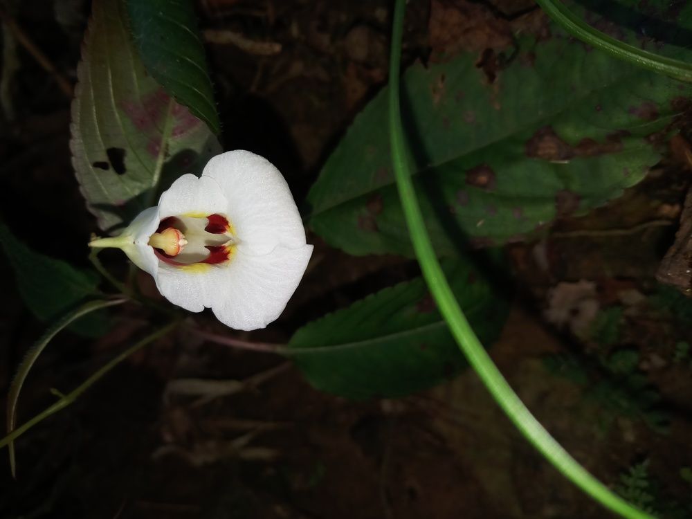 Milky vine