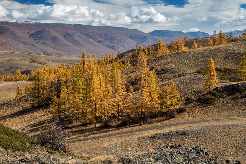 Курайская осень