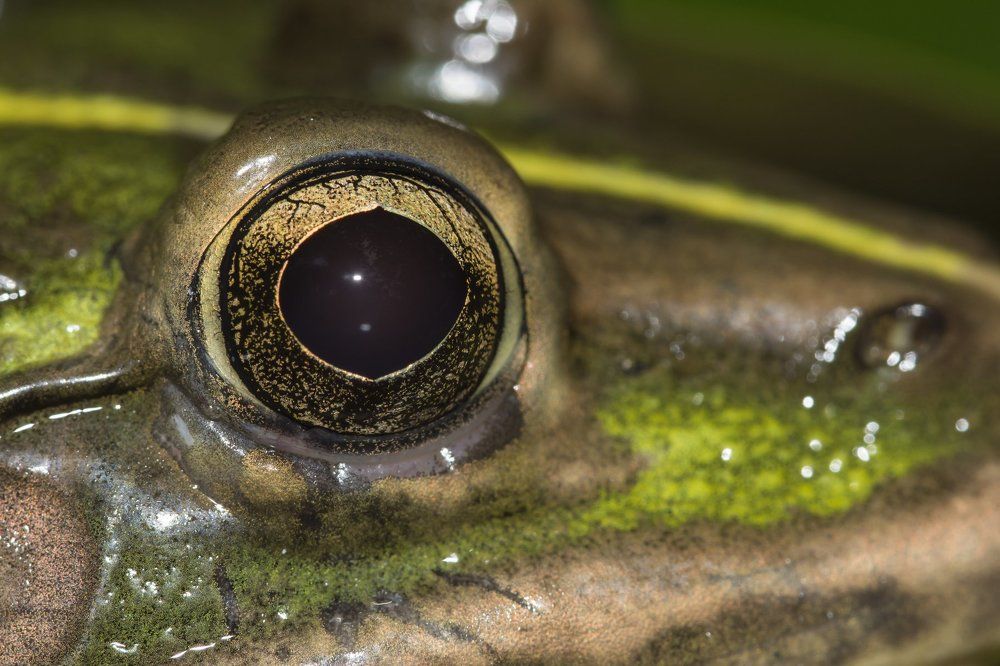 Eye of bullfrog