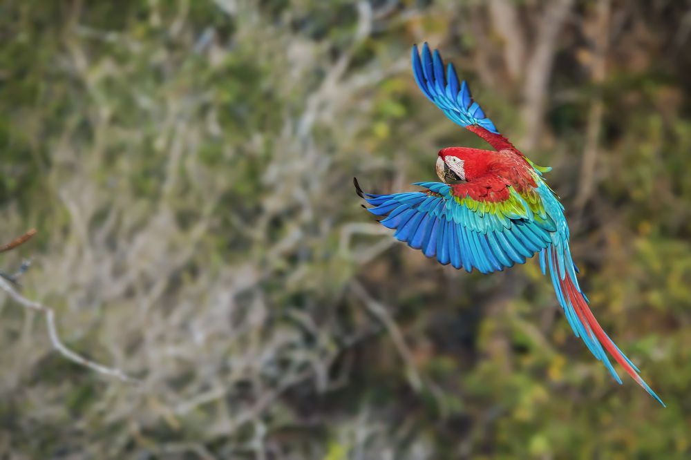 The flight - Red-and-green Macaw