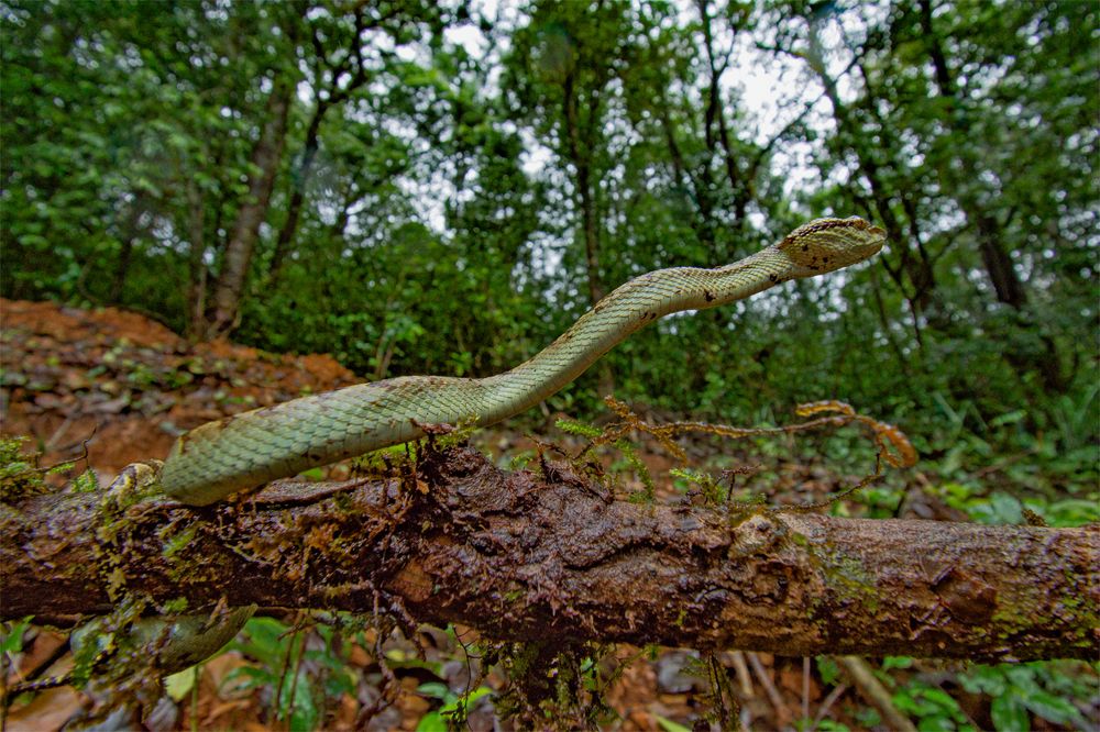 WORLD OF MALABAR PIT VIPER