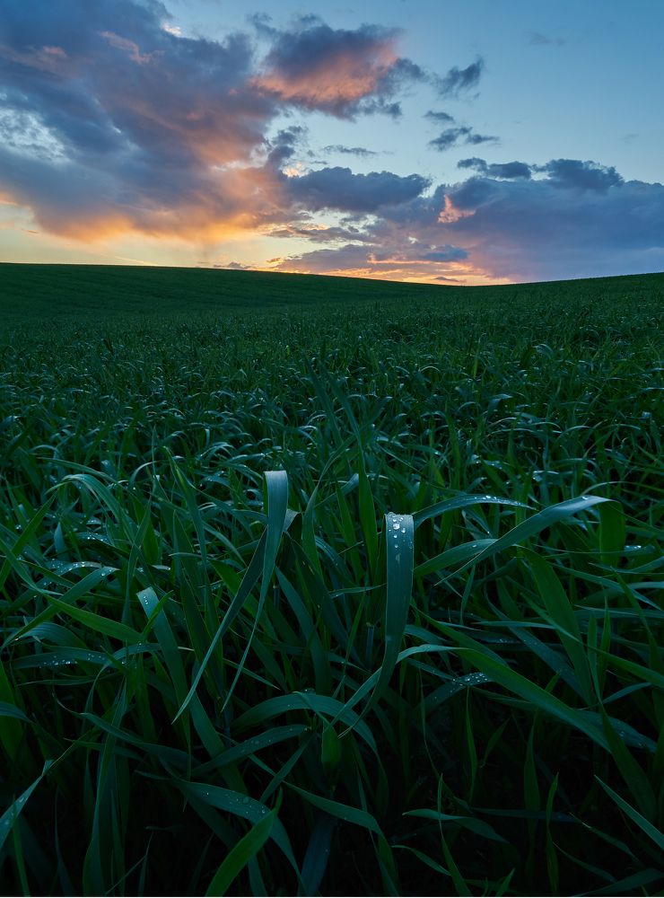 После дождя