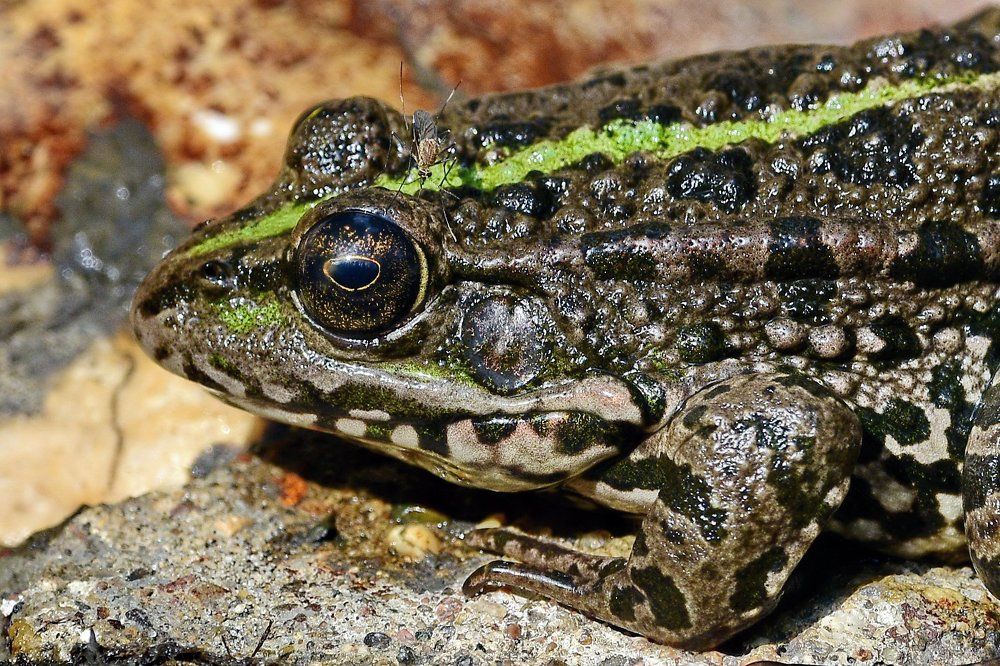 Царевна-лягушка