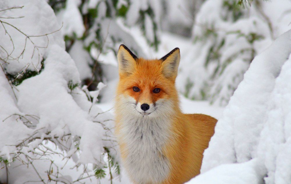 Таганайская лисица