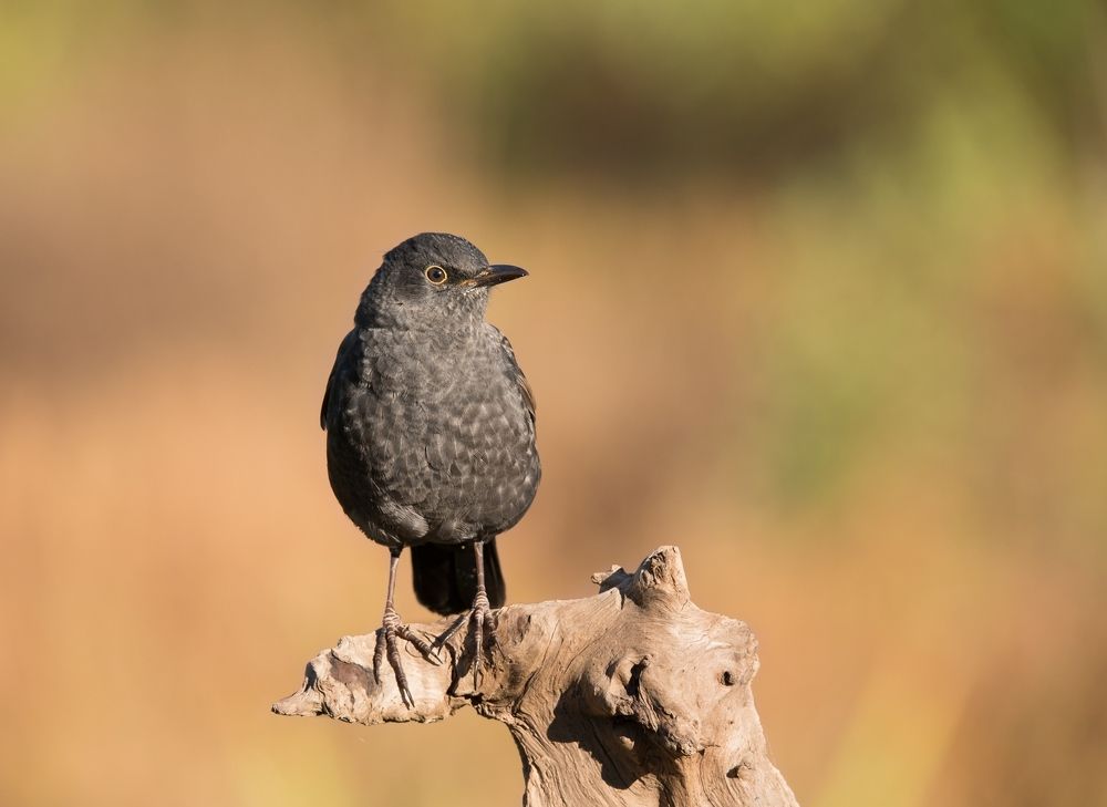 Черный дрозд