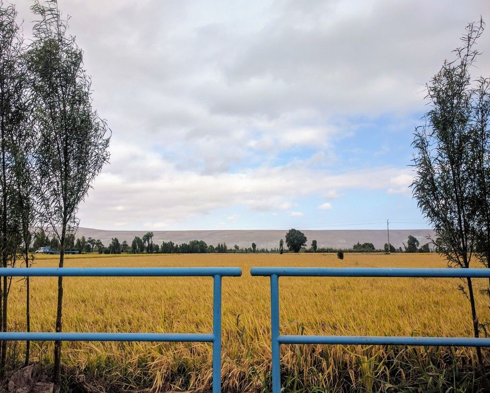 Crops in Balance