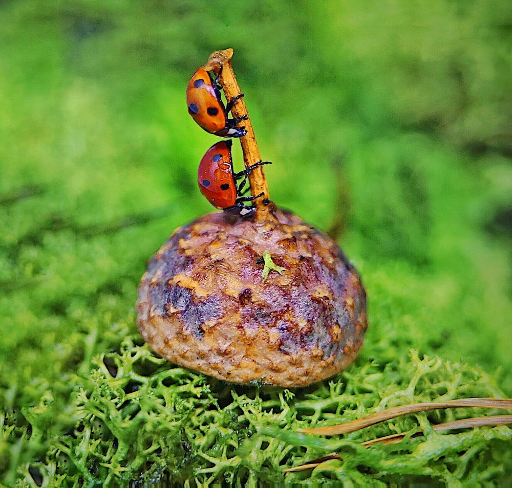 2 брата акробата