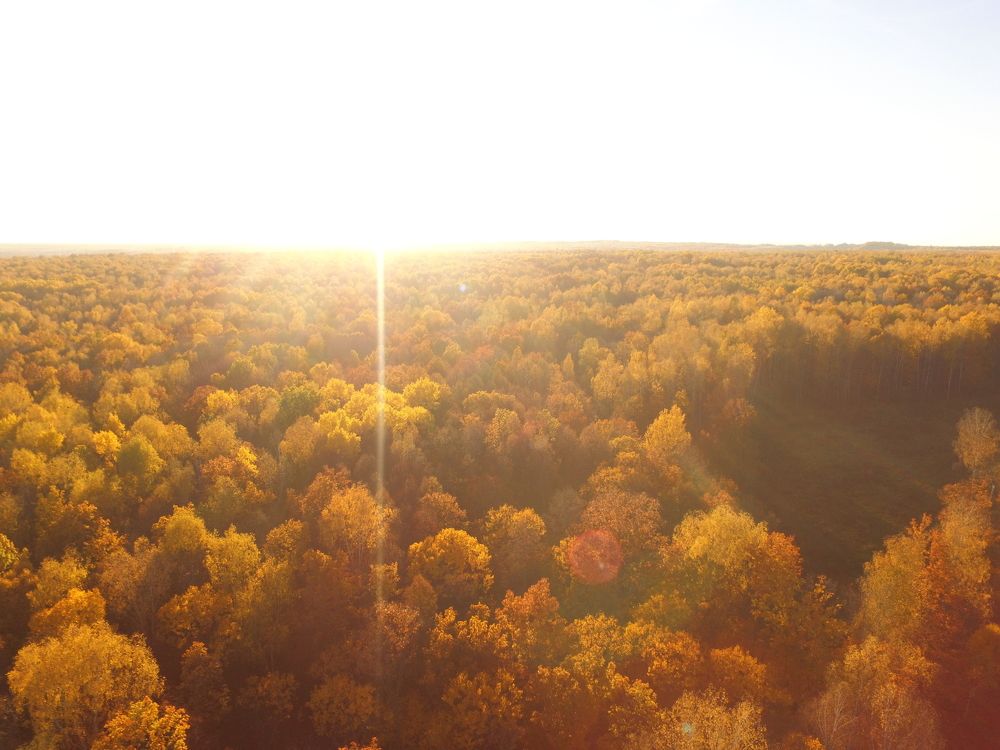 Закатный осенний лес