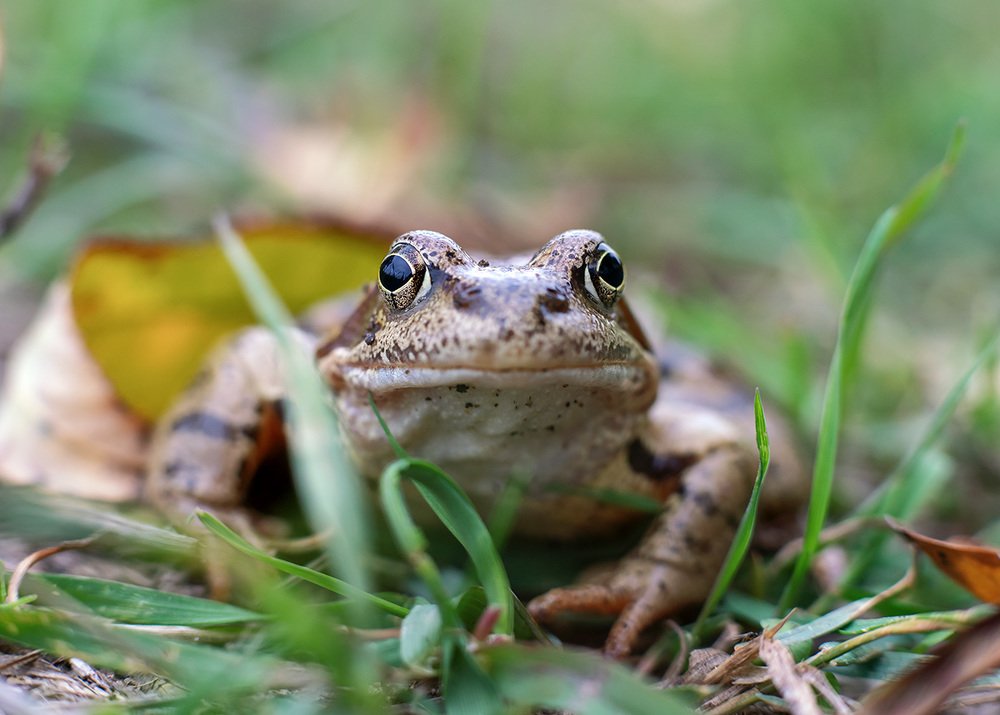 Глаза в глаза
