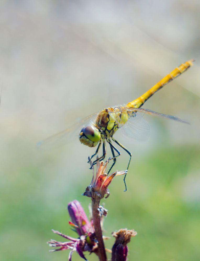 Хвост трубой