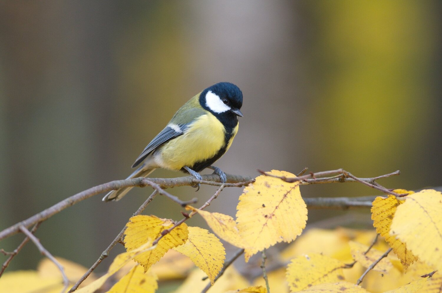 Autumn_titmouse (Осень_синица)