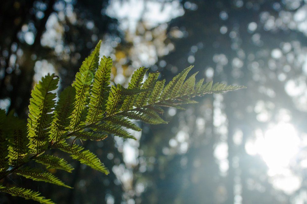 Краски осени