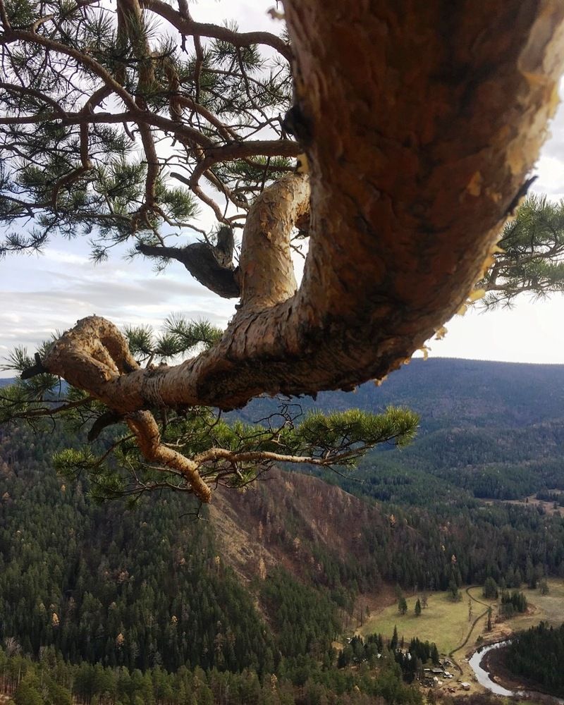 C высоты хребта