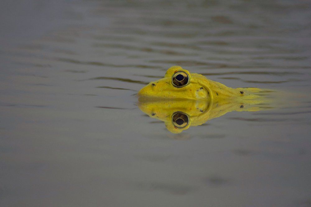 Indian Bullfrog