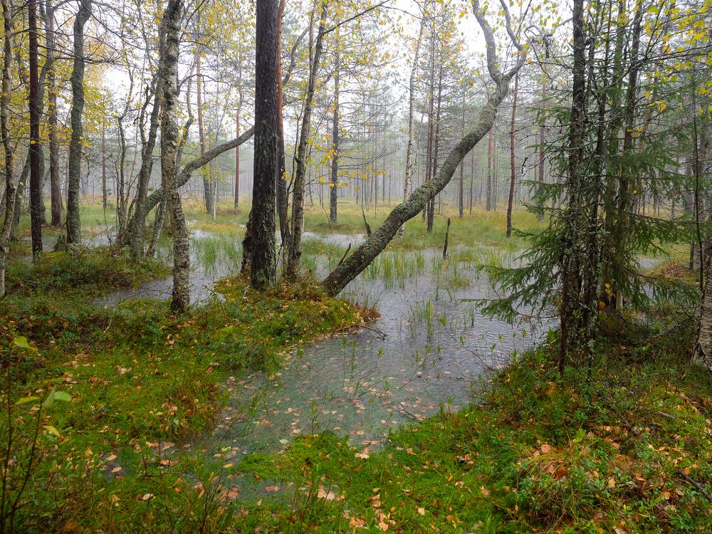 На болоте в дождь