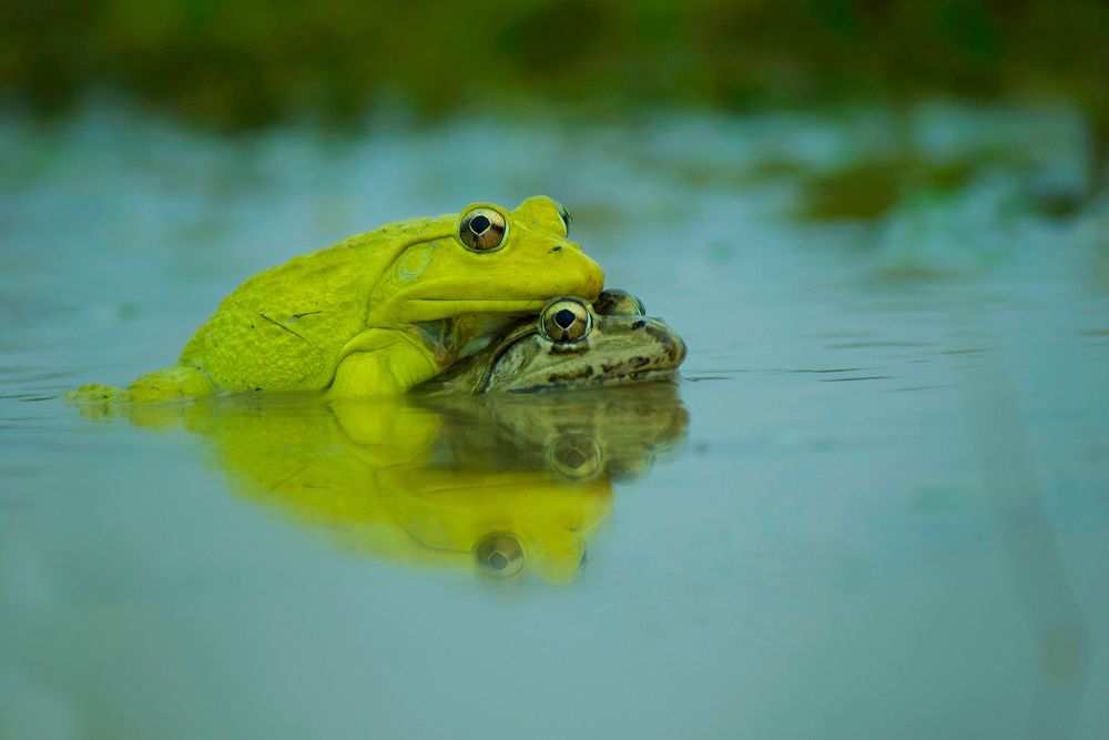 Indian Bullfrog Mating