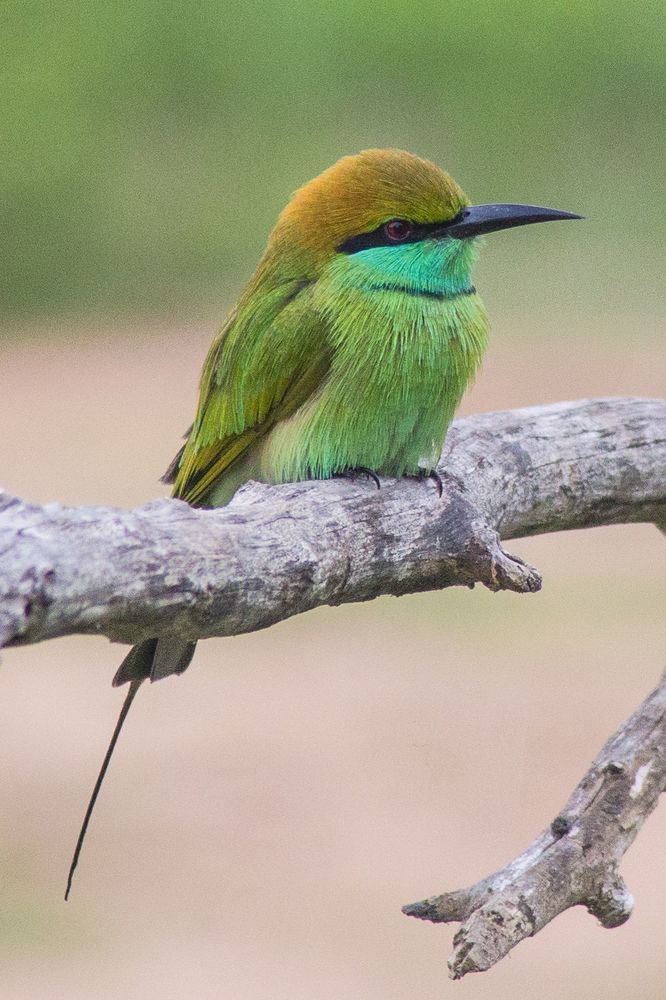Животный мир Шри-ланки