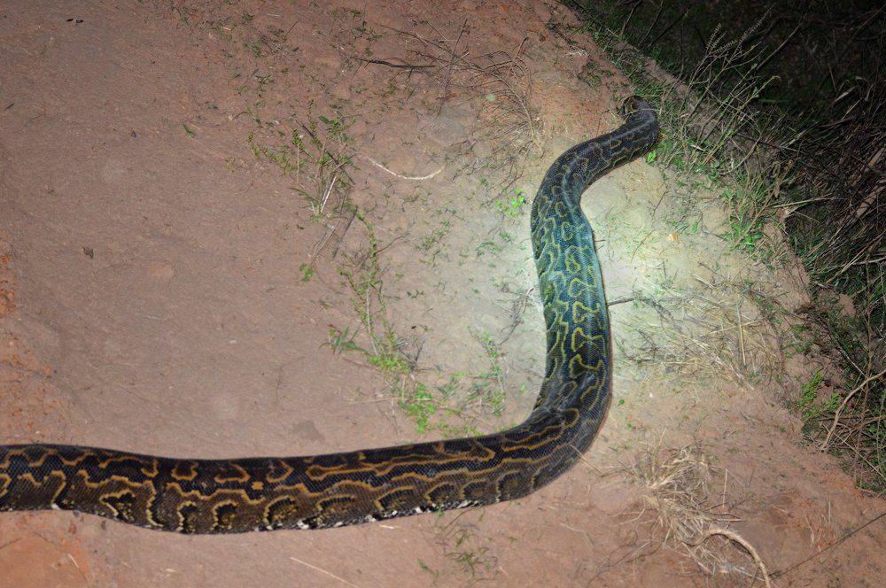 Ночь. Питон. Уганда