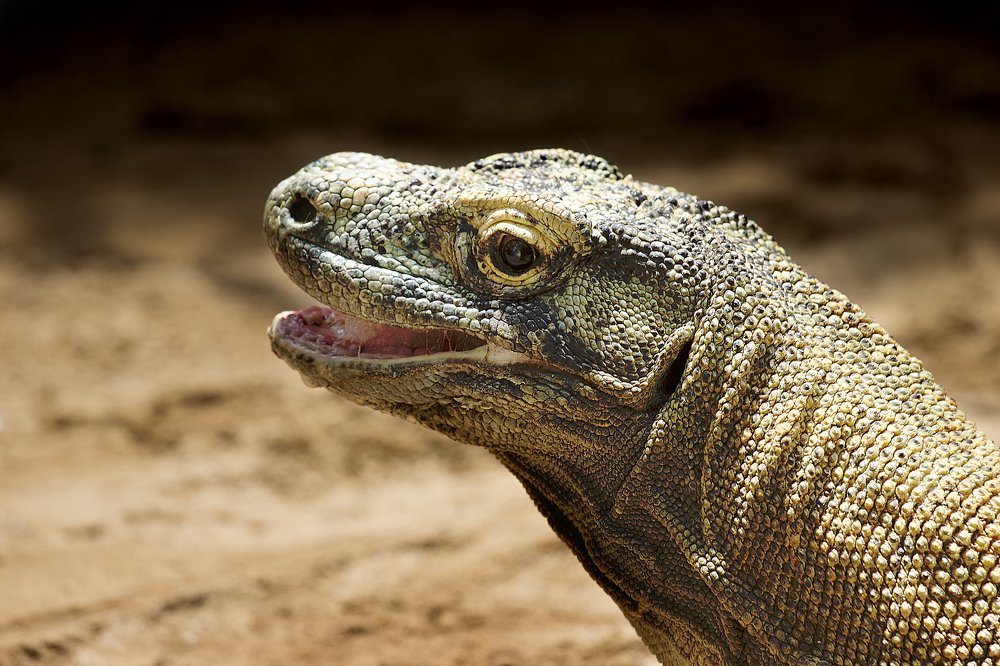 Smiling Komodo