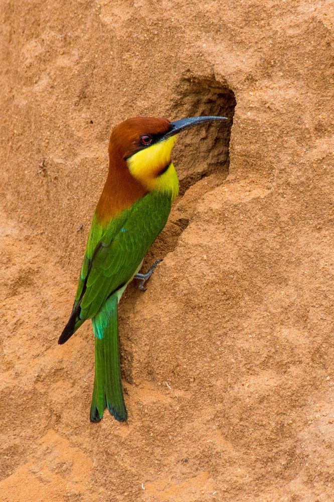 Райская птица