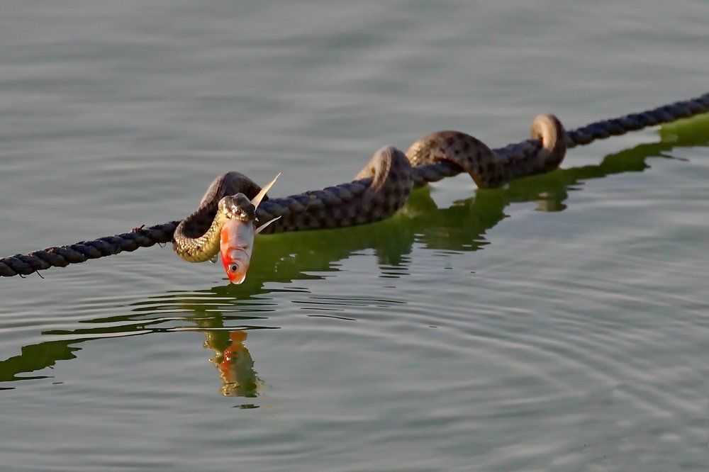 и завтрак...и золотая рыбка...