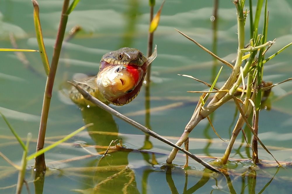 и завтрак...и золотая рыбка...
