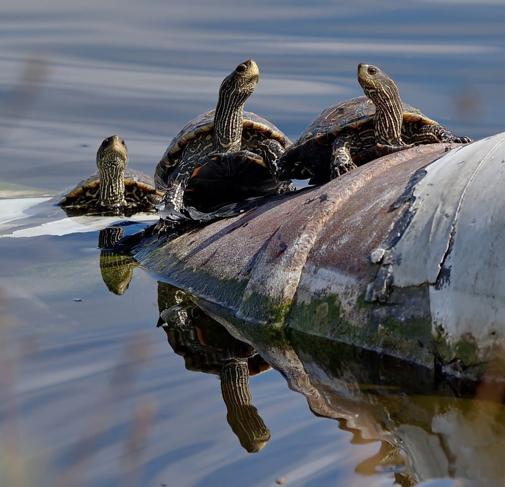 на Мальдивах то же солнце....