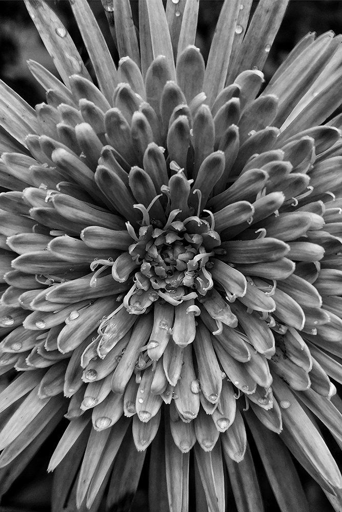 Pattern of the Flower