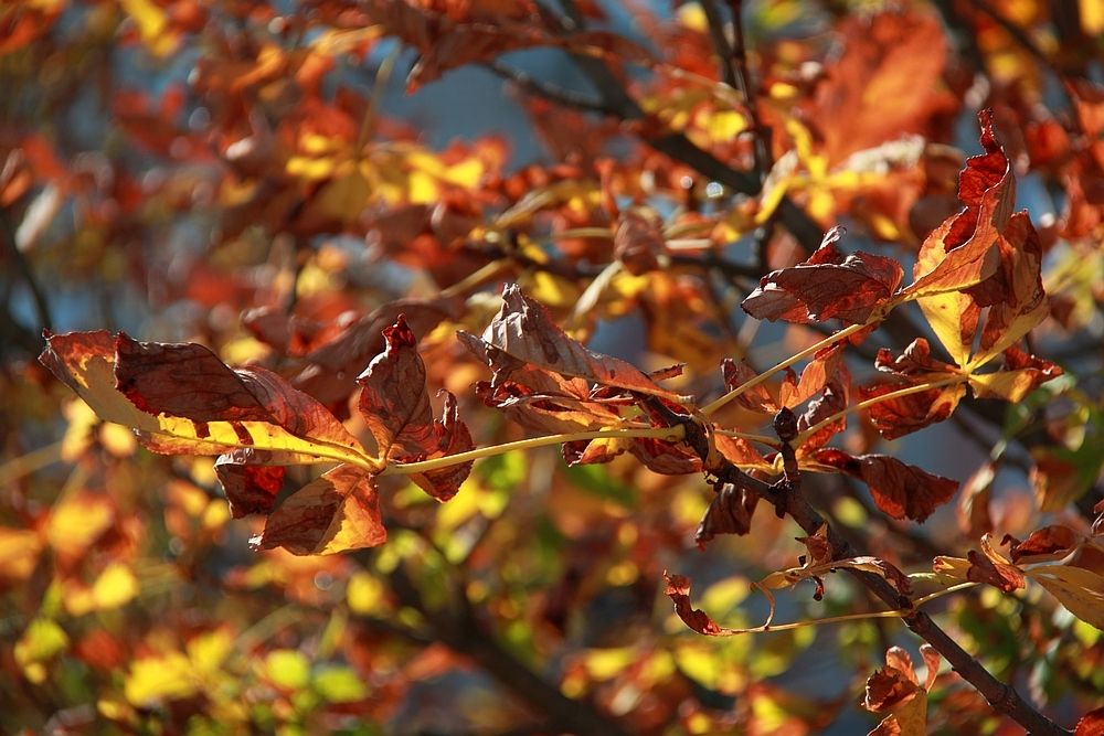 Краски осени