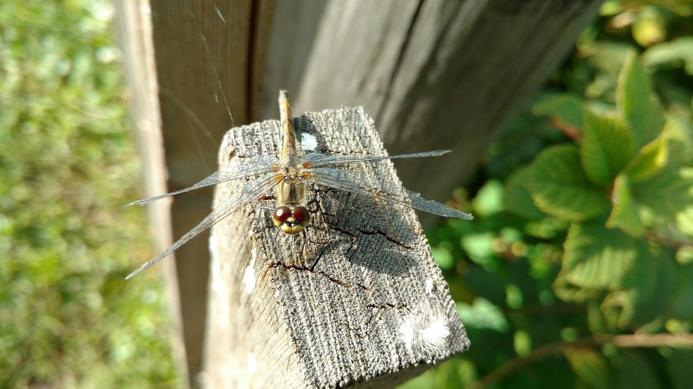 Вынужденная посадка