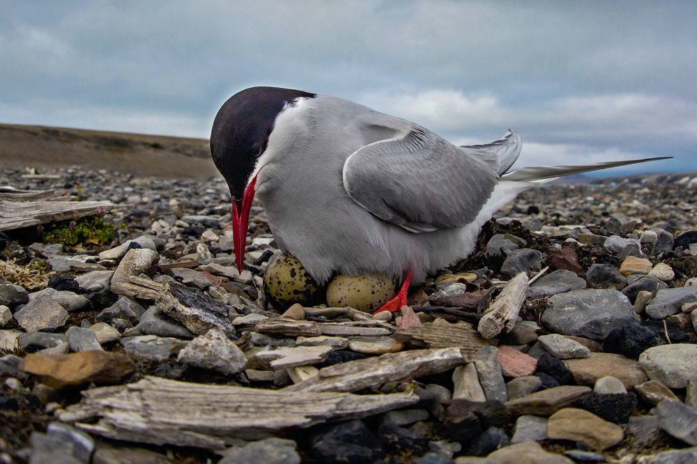 Полярная крачка