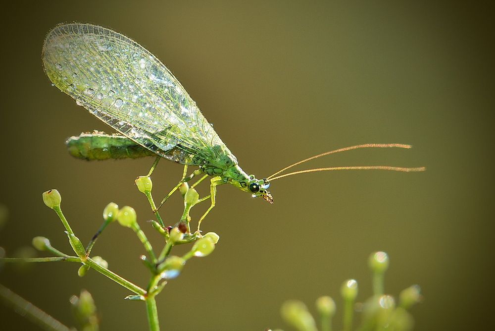 Любопытство.