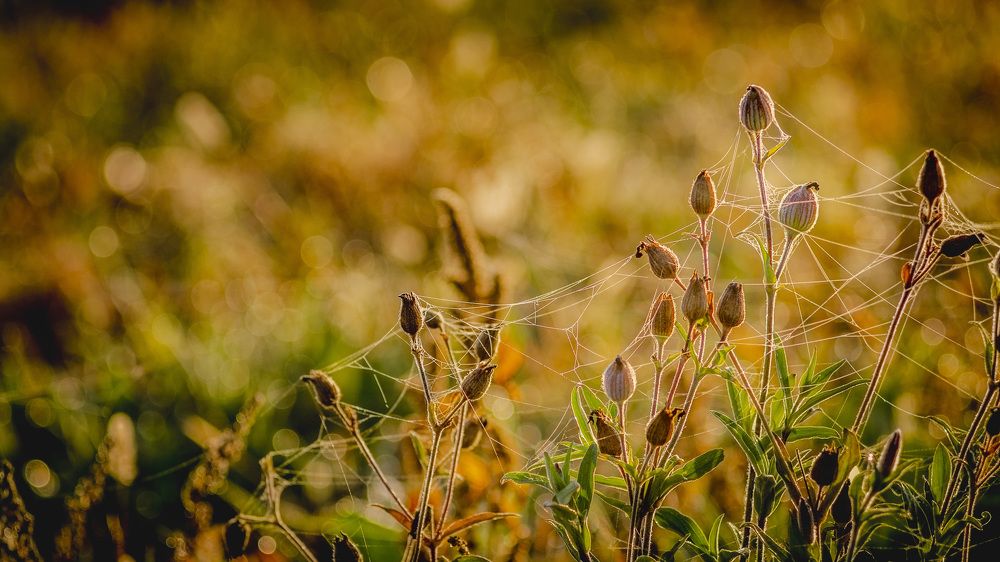 Photograph by Анатолий Коряк