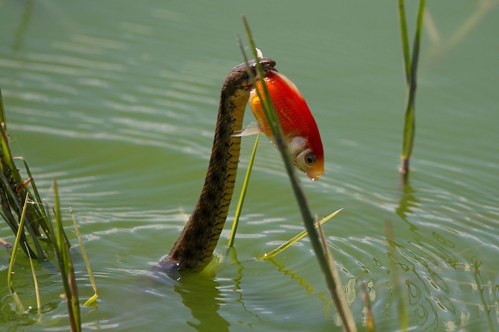 и завтрак...и золотая рыбка...
