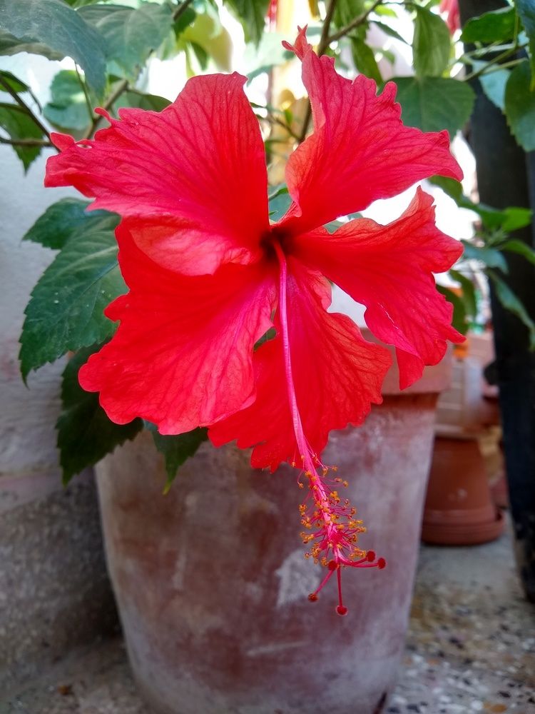 Hope the Hibiscus