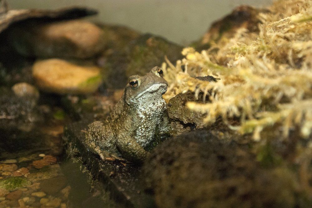 Латвийская жаба