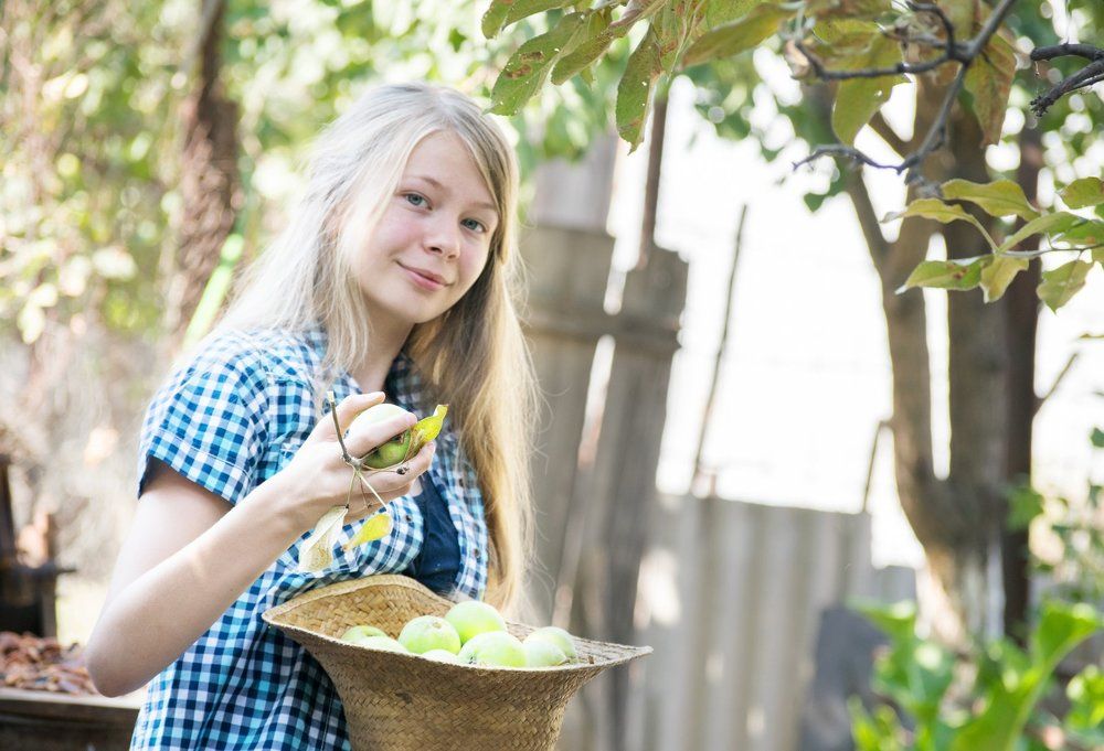 Яблочный урожай