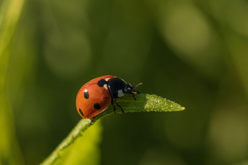 Сижу, никого не трогаю...