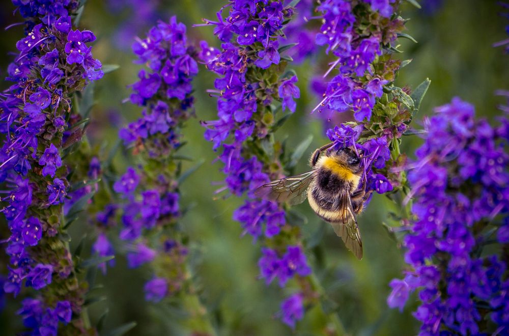 Полёт шмеля