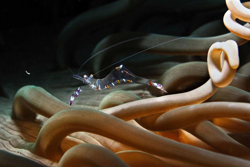 Охота в зарослях актиний