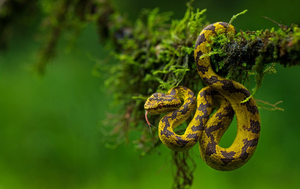 Pit Viper