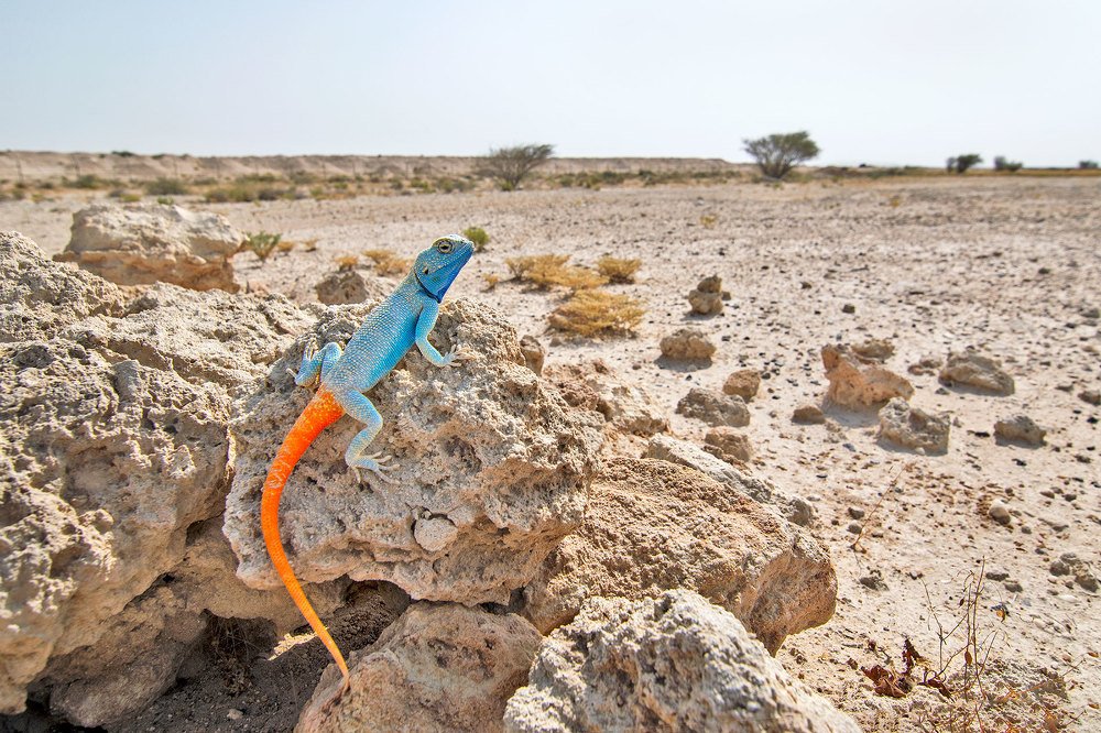 Yellow spotted agama