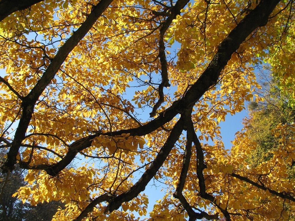 Золото и агат