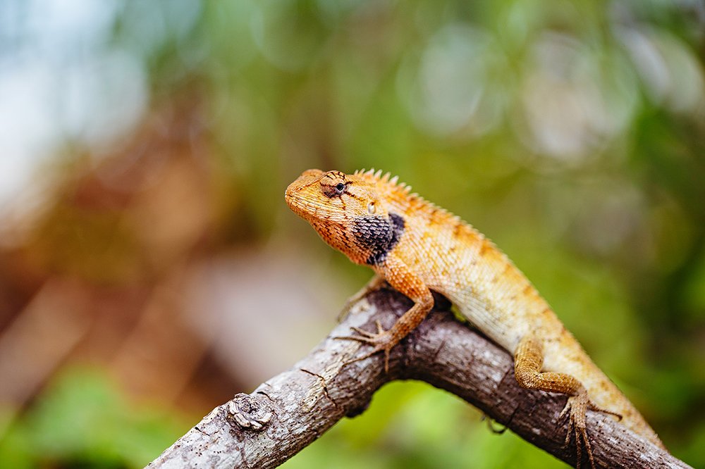 Oriental garden lizard